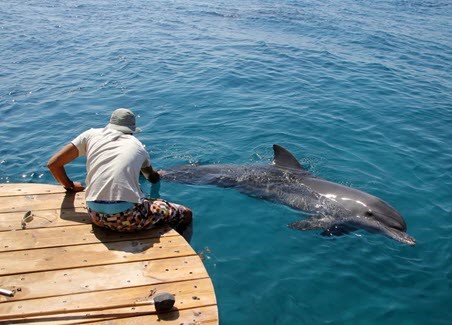 ריף הדולפינים