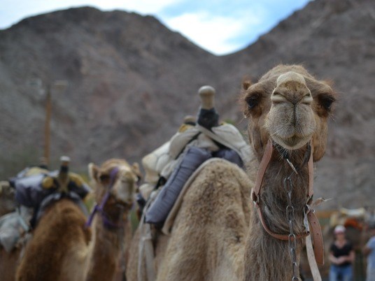 טיול גמלים בחוות הגמלים 