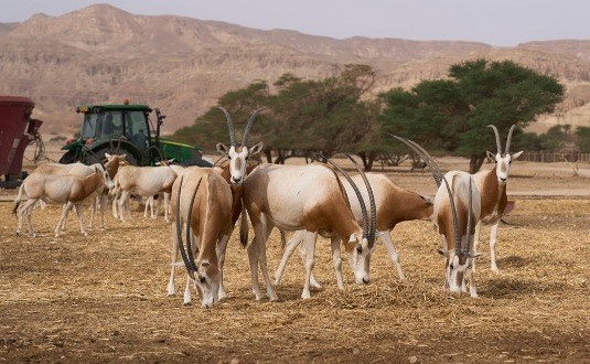 יטבתה – לא רק שוקו!