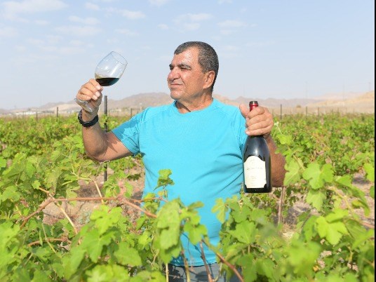 כרם ויקב הים האדום