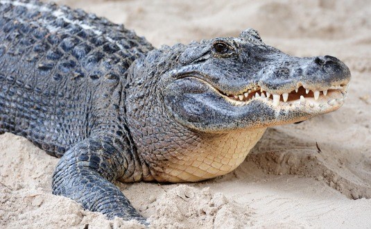 קרוקולוקו – חוות התנינים בעיר אובות